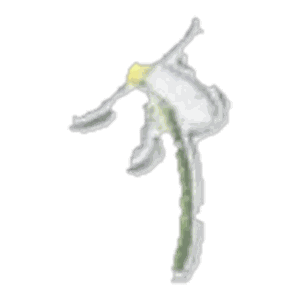 Fleur blanche à tige