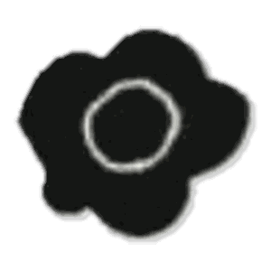 Fleur noire