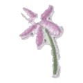 Fleur rose à tige