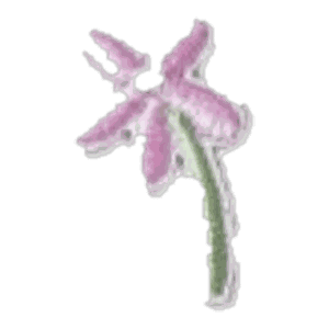 Fleur rose à tige