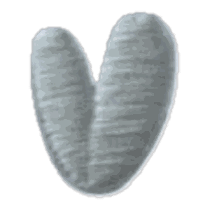 Lettre V · Majuscule blanche