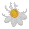 Marguerite blanche