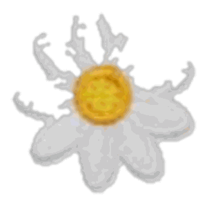 Marguerite blanche