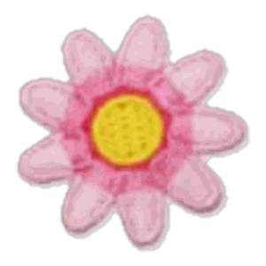 Marguerite rose