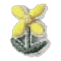Petite fleur jaune