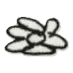 Raviolis