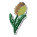 Tulipe dorée