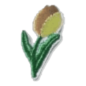 Tulipe dorée