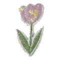 Tulipe rose pâle