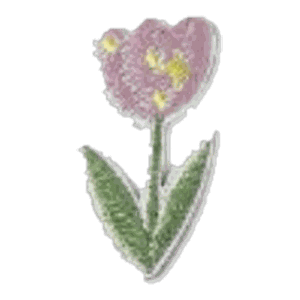 Tulipe rose pâle