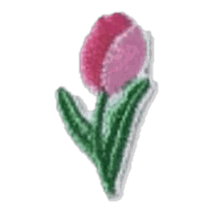 Tulipe rose