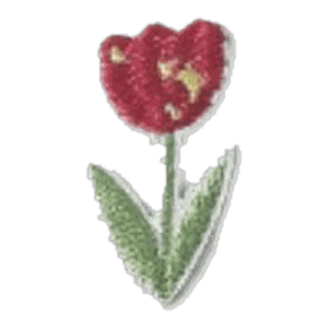 Tulipe rouge