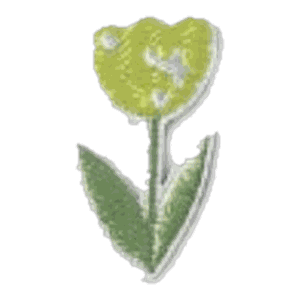 Tulipe verte