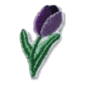 Tulipe violette