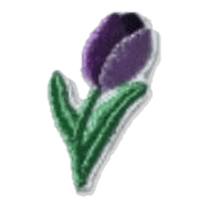 Tulipe violette